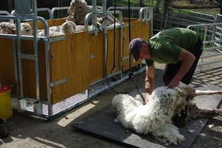 Sheep shearing North Canterbury