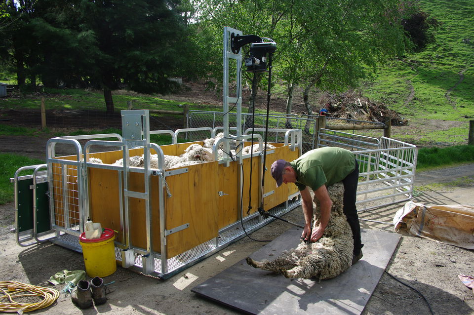 Sheep shearing with mobile pens